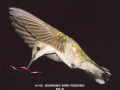 142-hummingbird-in-flight-feeding