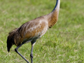 160-sandhill-crane