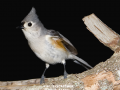 161-flycatcher