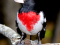 163-rose-breasted-grossbeak