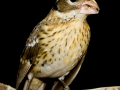164-rose-breasted-grossbeak-female