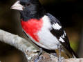 165-rose-breasted-grossbeak-male-2