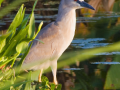 166-black-crown-night-heron