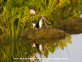 167-stilt-making-nest