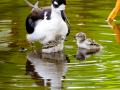 169-stilt-with-chicks