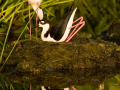 170-stilts-at-nest