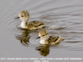 171-stilt-chicks-swimming-tif
